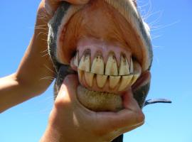 Upper and Lower Incisors