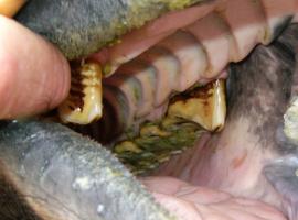 Often incorrectly referred to as 'hooks', this patient has abnormal molar extensions caused by malocclusion