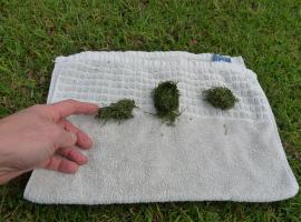 Wads of grass as a result of feed packing around the teeth