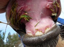 Painful lesions on the upper lip caused by Chilean Needle Grass