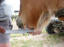 Abnormal thickening of the mandible