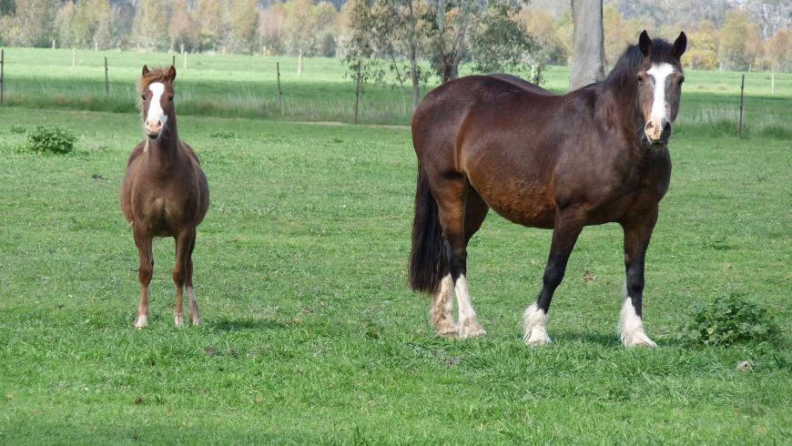 The Nature of the Horse The Nature of the Horse